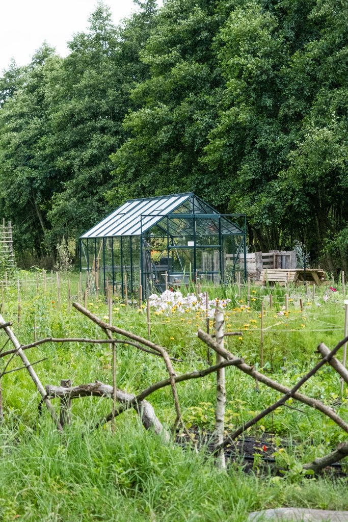 De serene pluktuin Glitter Gladiool met een glazen kas in het midden, omringd door groene velden en bloeiende bloemen. Voor de kas is een veld te zien met verschillende planten die langs rijen van houten stokken groeien. Op de achtergrond omringt een dichte bomenrij de tuin, wat zorgt voor een rustige, natuurlijke sfeer. Een eenvoudige houten omheining voegt een rustiek element toe aan het landschap.