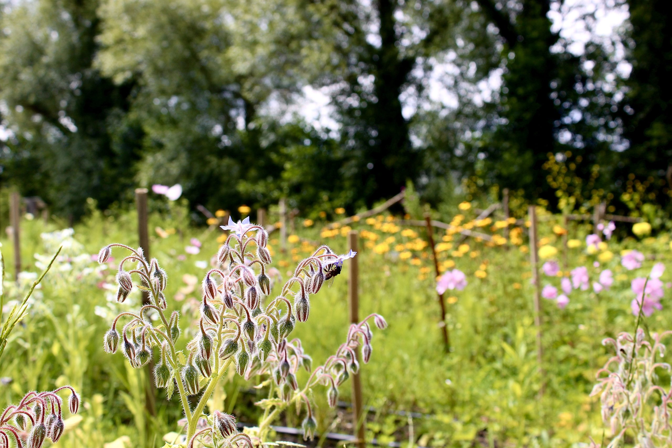 In Pluktuin Glitter Gladiool bestuift een bij een bloem