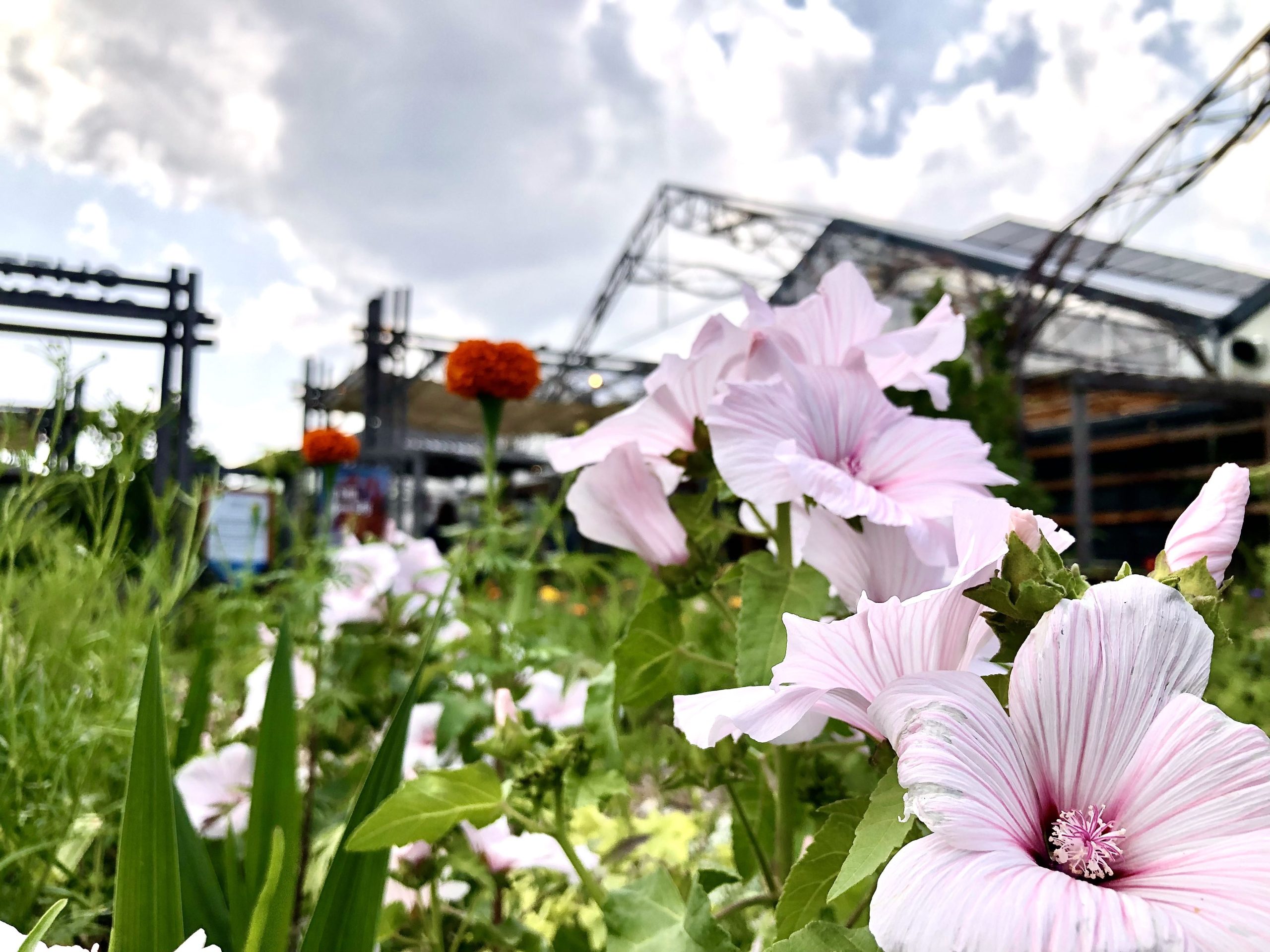 Zinnia bij pluktuin Glitter Gladiool bij Steck in Utrecht Overvecht