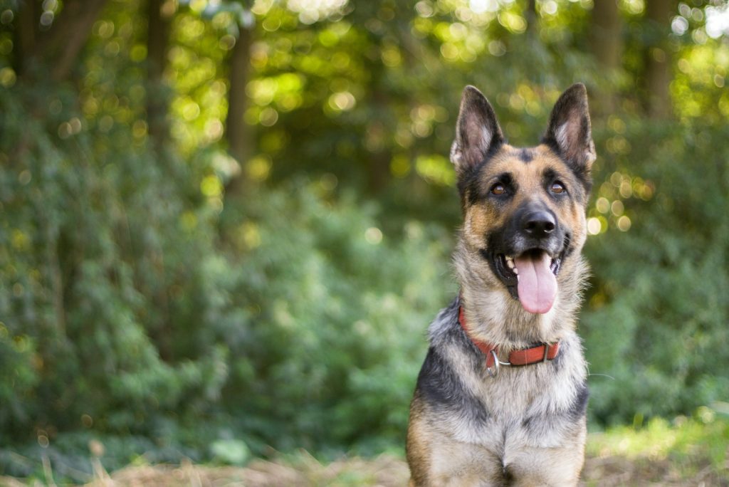 Een Duitse herder met een rood halsband zit in een groene bosachtige omgeving. De hond heeft zijn mond open en zijn tong uitgestoken, wat een gelukkige en ontspannen indruk geeft.