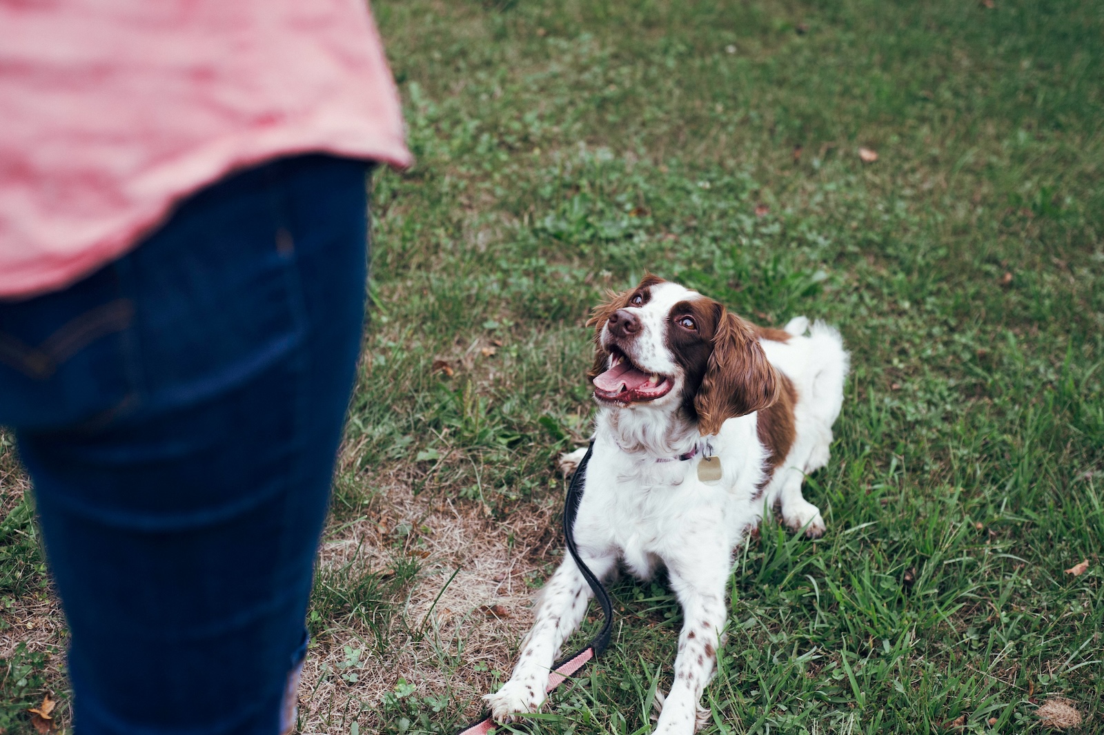 Een witte en bruine hond, liggend op het gras, kijkt op naar een persoon die in een roze shirt en blauwe jeans staat. De hond lijkt vrolijk en kwispelt met zijn staart.