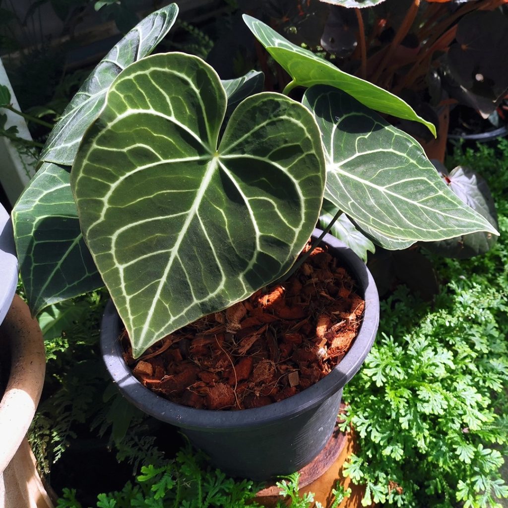 Een grote kamerplant in een pot staat buiten op een terras. De plant heeft weelderige, groene bladeren en is omgeven door andere potplanten en tuinaccessoires. Op de achtergrond zijn delen van een houten schutting en een zonnige tuin te zien, wat de setting een frisse en levendige uitstraling geeft. De zon verlicht de scène, waardoor de groene tinten van de planten extra opvallen.