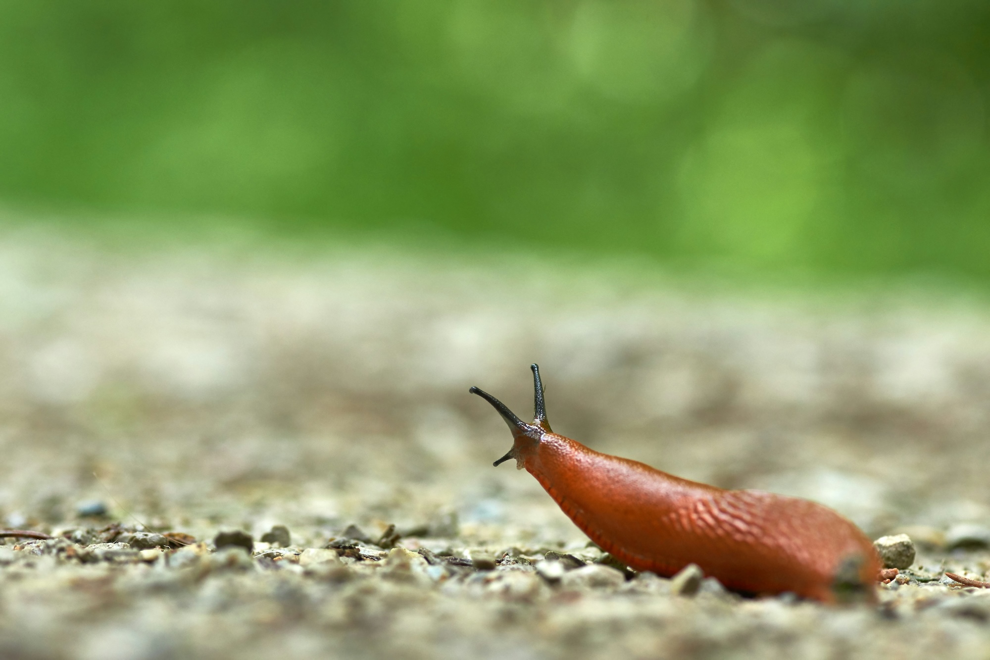 Een naaktslak kruipt over een weg, met veel groen in de achtergrond