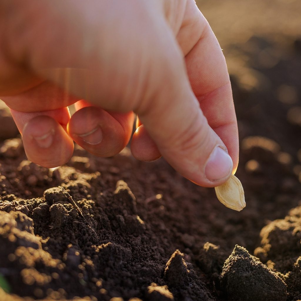 Een close-up van een hand die zaadjes in de aarde plant. De hand houdt de kleine zaadjes boven een vers gegraven geultje in de grond. De achtergrond toont een weelderige, groene tuin met enkele planten en bloemen. De zon schijnt zachtjes op de scène, wat een rustige en natuurlijke sfeer creëert.