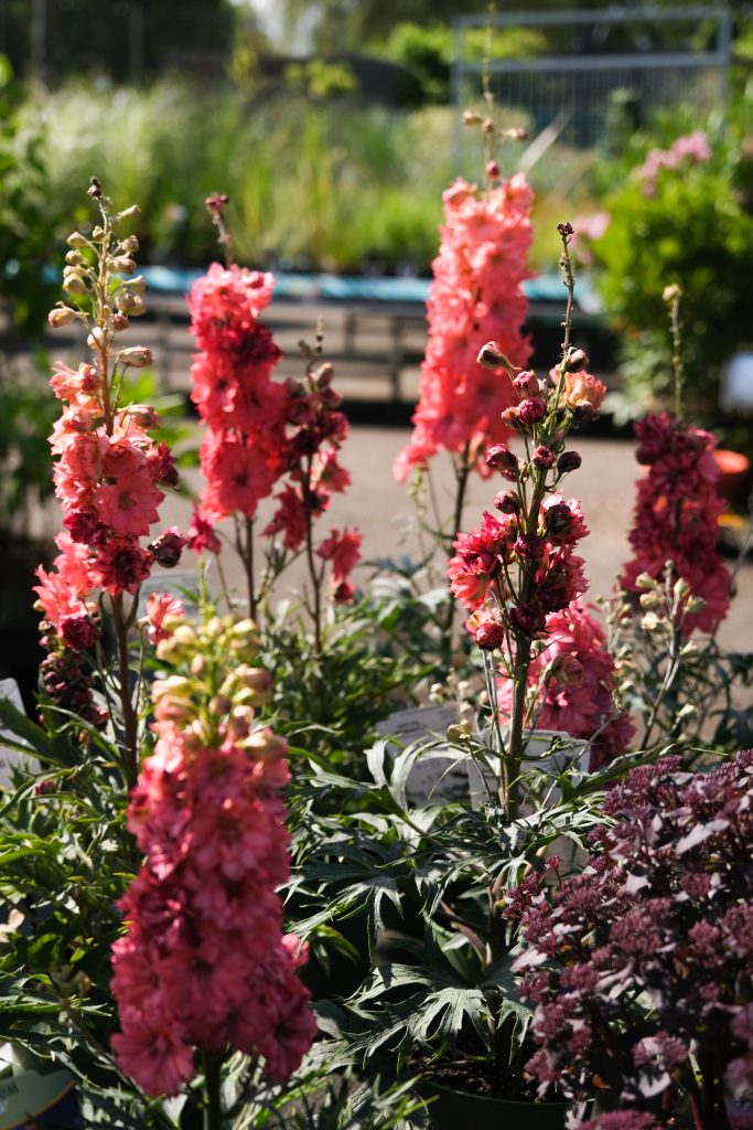 Een tuin vol met bloeiende roze bloemen op hoge stelen, omgeven door groene bladeren en andere kleurrijke planten. De bloemen staan dicht op elkaar, wat een overvloedige bloei laat zien. De zon schijnt helder, waardoor de kleuren van de bloemen extra opvallen.