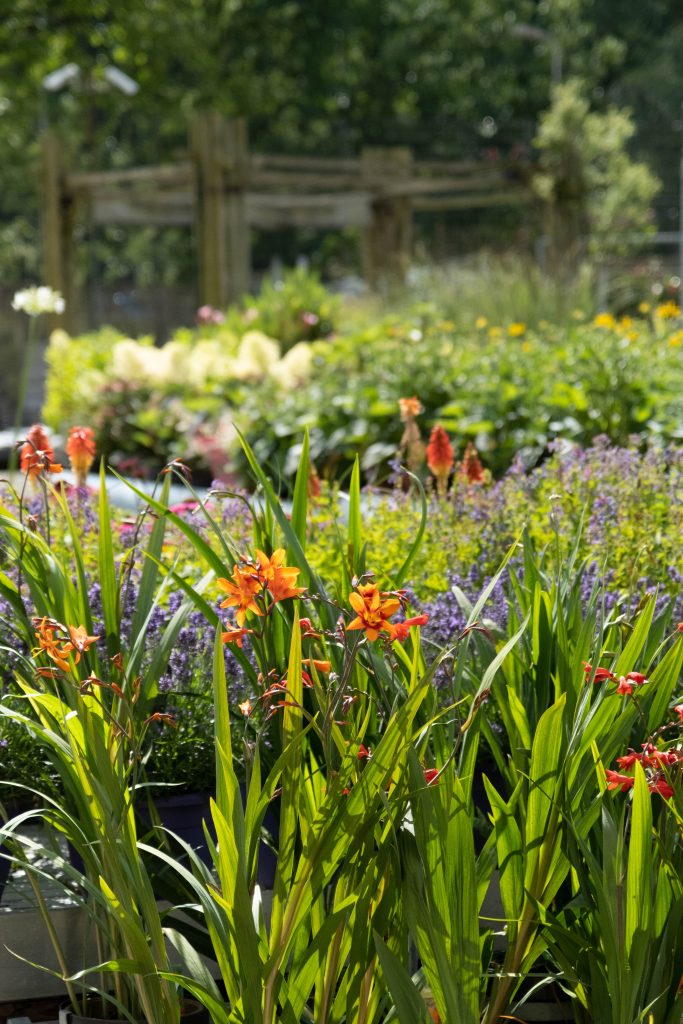 kleurrijke tafels met verschillende bloeiende planten op te tuinplantenafdeling van Steck. Op de voorgrond staan feloranje bloemen met lange groene bladeren, terwijl op de achtergrond paarse, gele en andere kleurrijke bloemen en struiken zichtbaar zijn. De planten staan dicht op elkaar en vormen een levendig en weelderig tafereel onder een heldere zomerlucht. De sfeer is sereen en zomers, met natuurlijke kleuren die harmonieus samenkomen in de tuin.