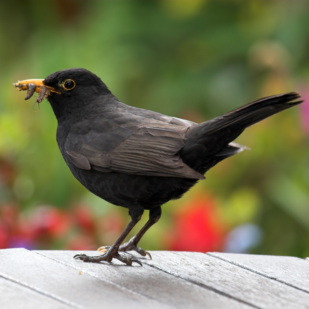 Een merel zit op een tak, omringd door groene bladeren en bloemen. De vogel heeft een glanzend zwarte veren, een fel oranje snavel en een scherp oog. De achtergrond is licht en geeft een gevoel van een zonnige dag in de natuur.