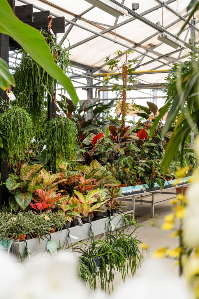 De groene kamerplantenafdeling van Steck Utrecht gevuld met verschillende soorten kamerplanten. Aan de linkerkant hangen twee volle, groene hangplanten met lange, dunne bladeren. Op de voorgrond staan kleurrijke planten met rode en groene bladeren in rijen uitgestald, waaronder varianten van de Aglaonema en Philodendron. De achtergrond toont meer groene bladeren van verschillende hoogten en kleuren, alles netjes gerangschikt op tafels en planken. Het geheel straalt een tropische en serene sfeer uit, ideaal voor liefhebbers van binnengroen.