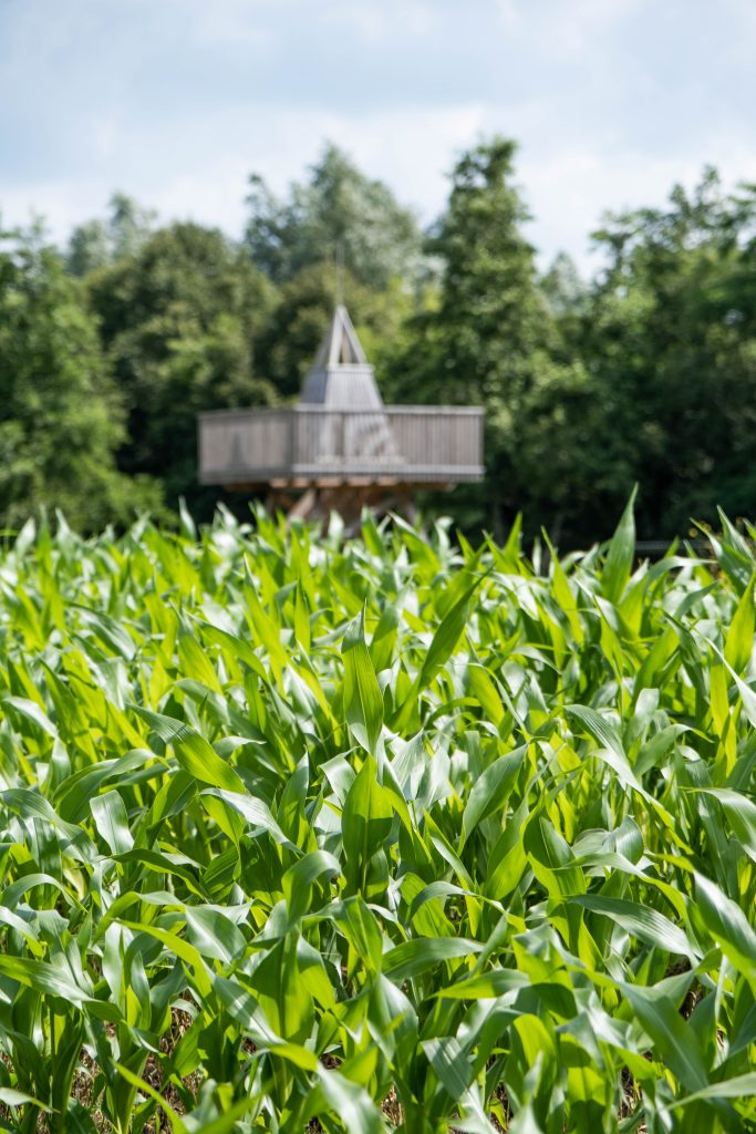 Een foto van een weelderig maïsveld met frisse groene bladeren, met op de achtergrond een houten uitkijkplatform omgeven door bomen. Het platform, met een puntdak, steekt net boven het maïsveld uit, wat een gevoel van avontuur en natuur biedt, perfect voor een zomeractiviteit zoals een maïsdoolhof. De lucht is licht bewolkt, wat een zachte sfeer aan de foto geeft.