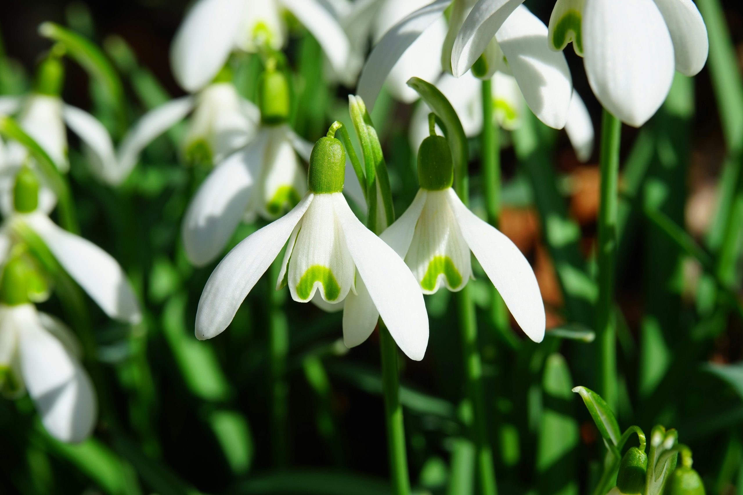 Bloeiende sneeuwklokjes in een veld met witte bloemen