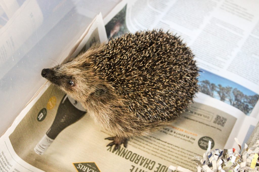 Een egel snuffelt rond in zijn hok in wildopvang Stichting Snorhaar, bij Steck in Utrecht Overvecht