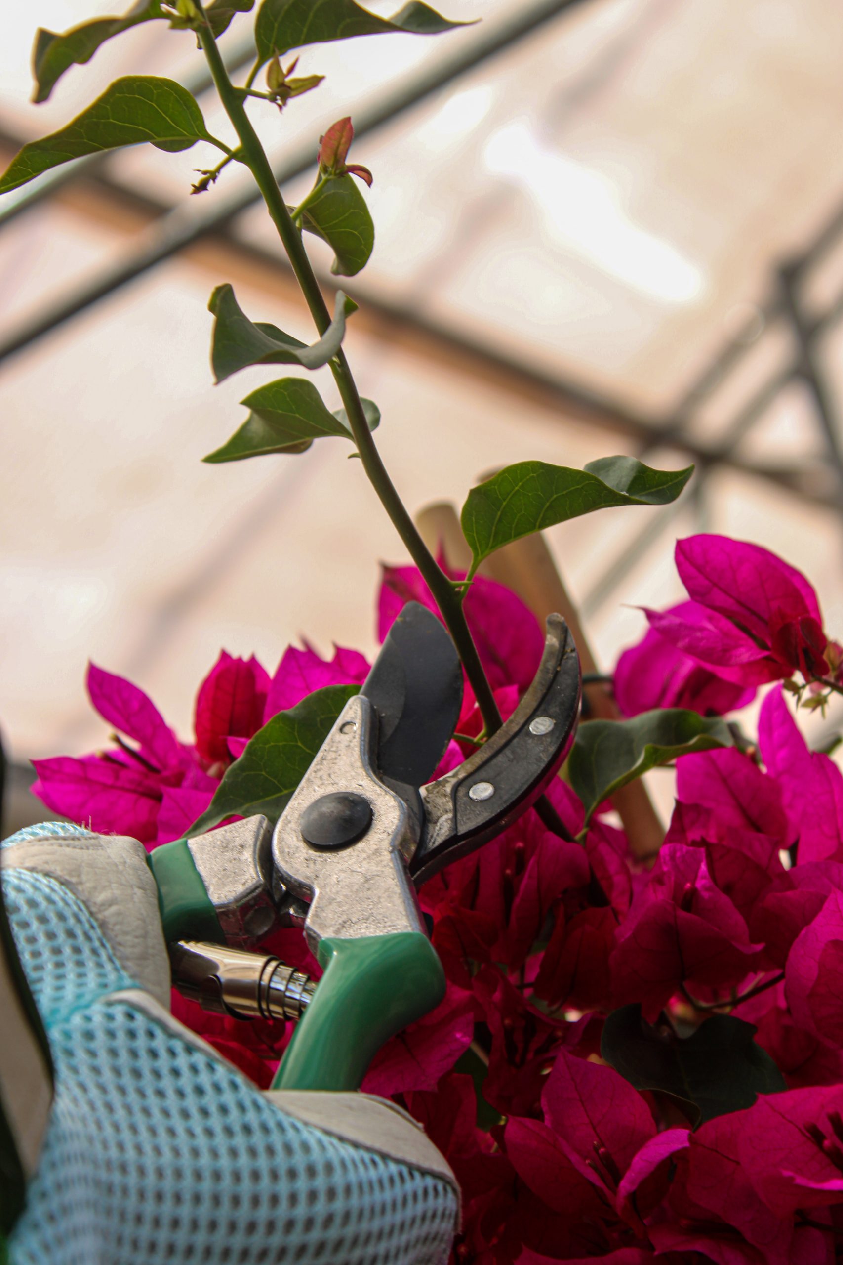 Een close-up van een tuinhandschoen die een groene snoeischaar vasthoudt. De snoeischaar is bezig met het snoeien van een tak van een plant met helderroze bloemen. De achtergrond toont een lichtovergoten serre of kasstructuur. De focus ligt op de snoeischaar en de bloemen, waardoor de texturen en kleuren goed zichtbaar zijn.