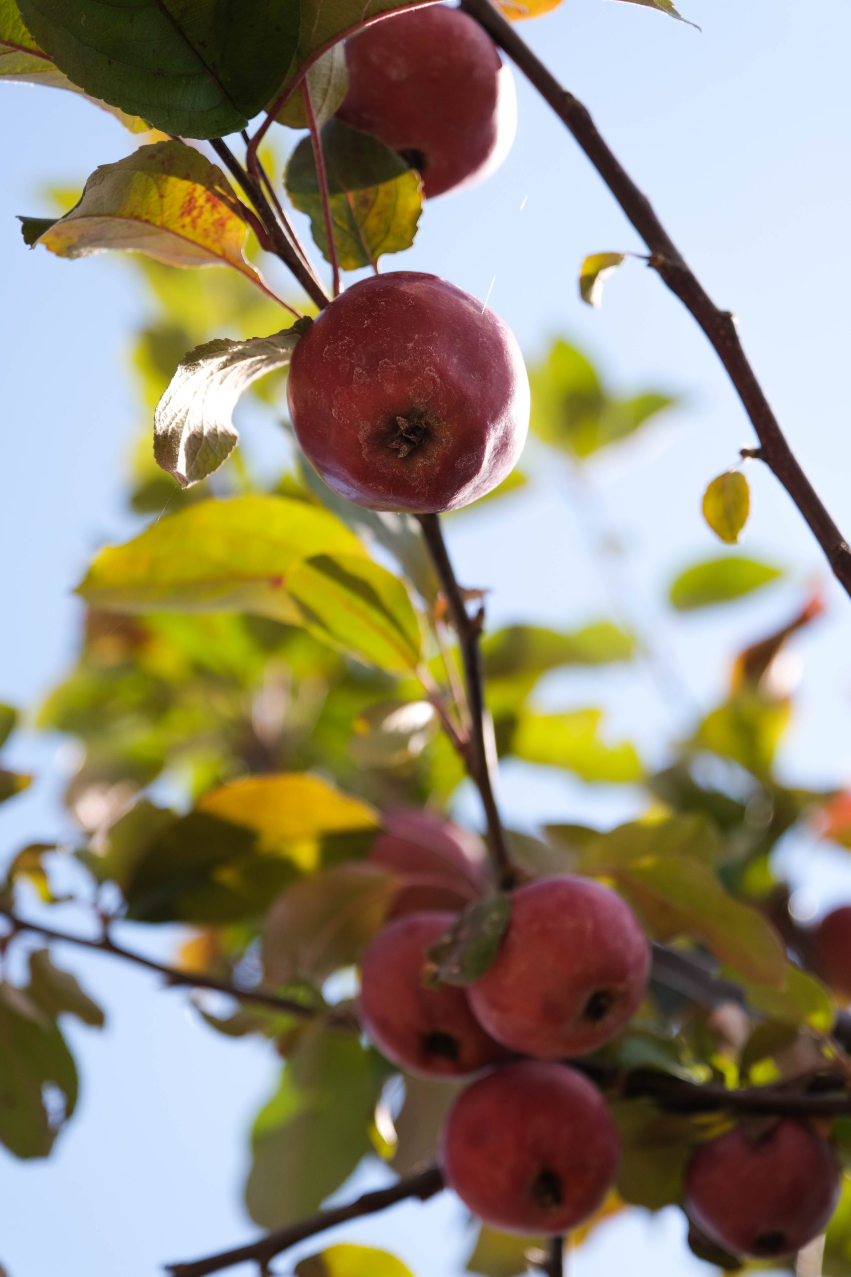 Close-up van rode appels die aan een boomtak hangen op het buitenterrein van Tuincentrum Steck Utrecht, omringd door groen en geel gekleurde bladeren. De appels zijn rijp en klaar om geplukt te worden. Het zonlicht schijnt door de bladeren en verlicht de appels, waardoor ze een warme glans krijgen. De blauwe lucht op de achtergrond benadrukt de frisheid van de herfst en de overvloed van de oogst.