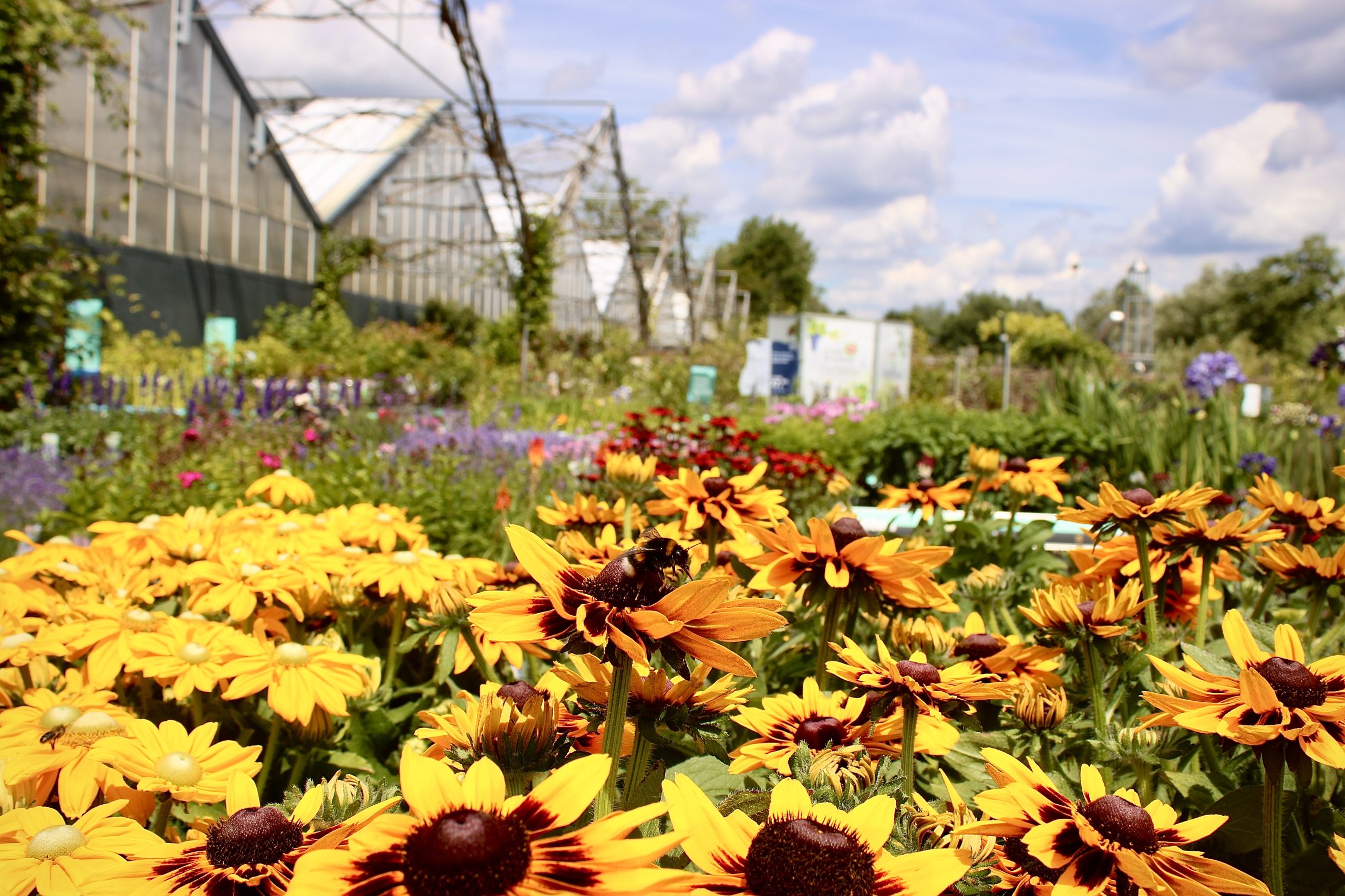 De tuinplantenafdeling bij Steck in Utrecht Overvecht. Op de voorgrond zijn felgele en oranje bloemen te zien, met een bij die nectar verzamelt op een van de bloemen. De achtergrond toont een weelderige tuin met diverse bloemen in paarse, rode en groene tinten. In de verte zijn een kas en informatiebordjes te zien. De blauwe lucht en witte wolken geven de afbeelding een zomerse sfeer.