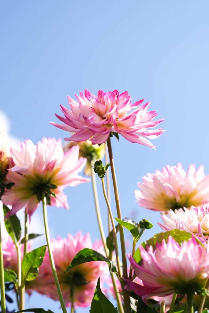 Een close-up van roze bloemen in volle bloei op de tuinplantenafdeling, met felgekleurde bloemblaadjes die subtiel overlopen van lichtroze naar donkerroze aan de randen. De bloemen staan hoog op hun stelen tegen een achtergrond van een heldere, blauwe lucht. De bladeren van de planten zijn groen en gezond, terwijl het zonlicht de bloemen laat stralen en hun kleuren nog levendiger maakt. De foto straalt een zomers en vrolijk gevoel uit.