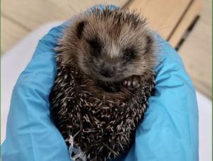 Verzorgde baby egel wordt vastgehouden in handen met blauwe handschoenen aan, bij wildopvang Stichting Snorhaar