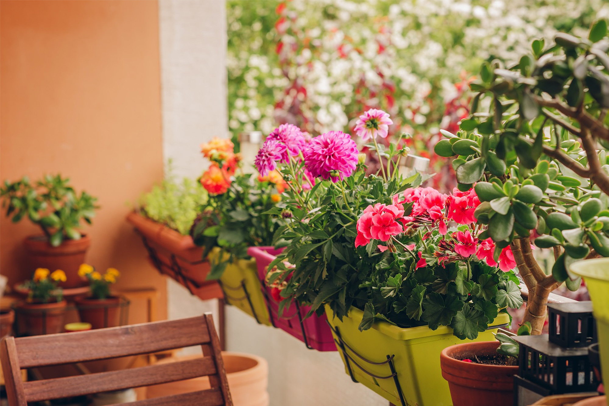 Een balkon staat vol met diverse planten in potten. Er zijn bloemen in verschillende kleuren, groene planten en kruiden te zien. De planten staan op planken, hangend aan de reling en op de grond, waardoor het balkon er groen en levendig uitziet. De achtergrond toont een stedelijk uitzicht met gebouwen en de lucht. Het balkon straalt een gezellige en natuurlijke sfeer uit, perfect voor het creëren van een groene oase in de stad.