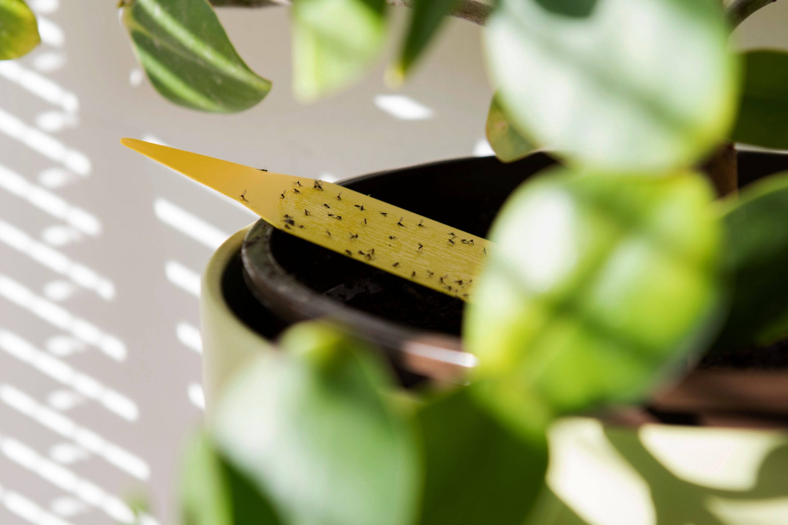 Kamerplant met een geel stokje dat zichtbaar maakt dat er rouwvliegjes in de plant zitten