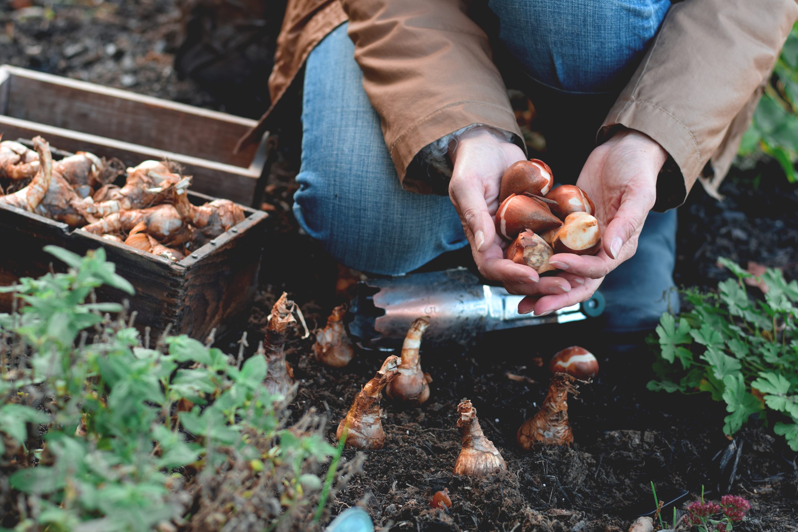 Een persoon houdt bloembollen in beide handen boven een tuinbed, klaar om in de grond geplant te worden. Naast de handen liggen meerdere bloembollen op de grond, met een houten kratje op de achtergrond.