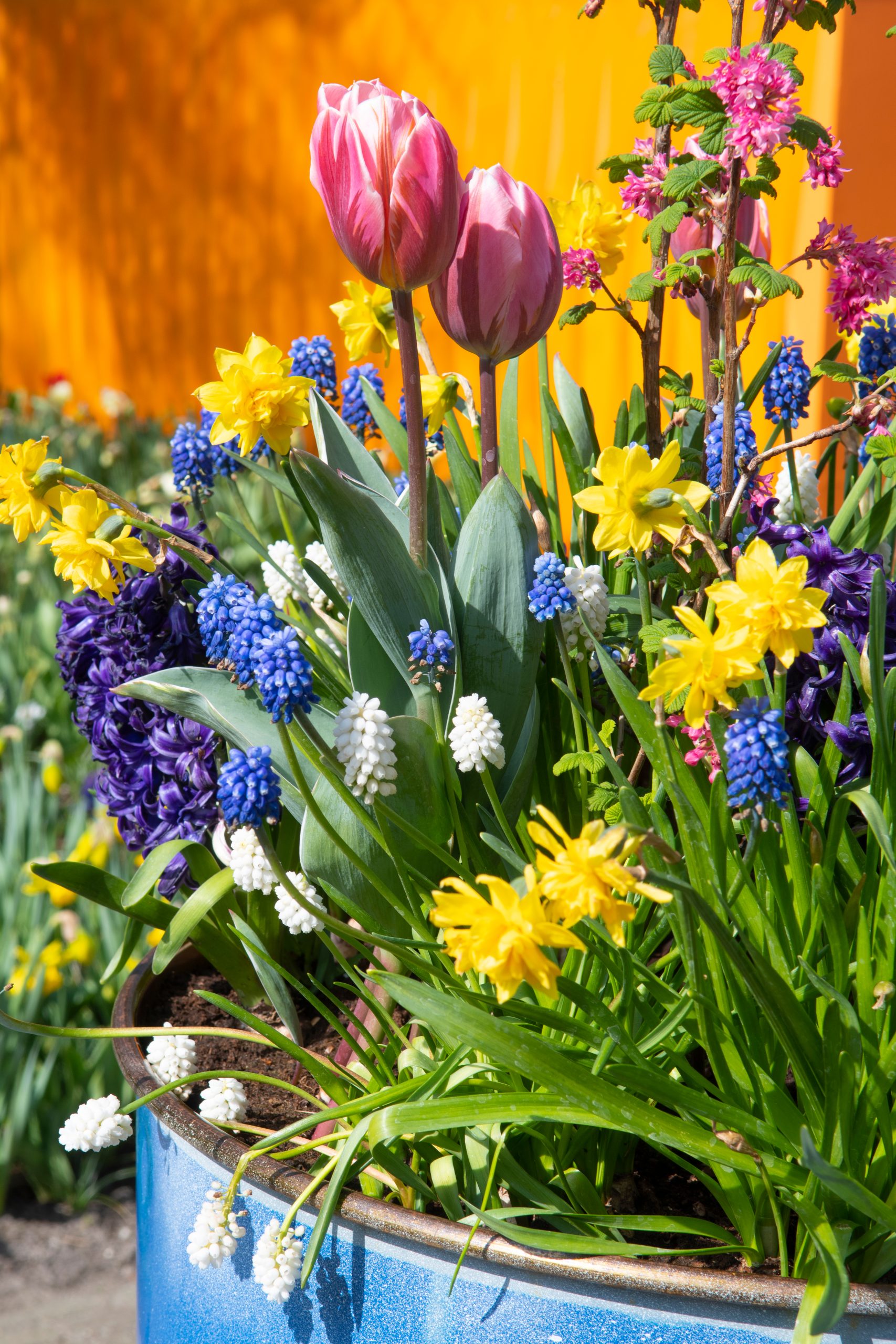 Een bloeiende voorjaarsbloemenbak met verschillende kleurrijke bloemen, waaronder roze tulpen, gele narcissen, blauwe druifjes en paarse hyacinten, allemaal afkomstig van bloembollen. De bloemen staan tegen een oranje achtergrond.