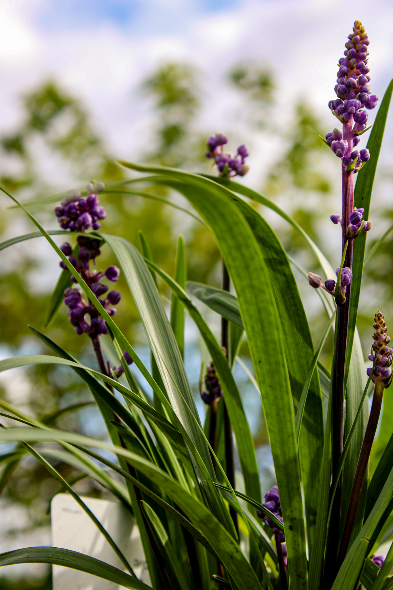 Bloeiende Leliegras (Liriope) met paarse bloemen en lange groene bladeren, verkrijgbaar op de tuinplantenafdeling van Steck Utrecht