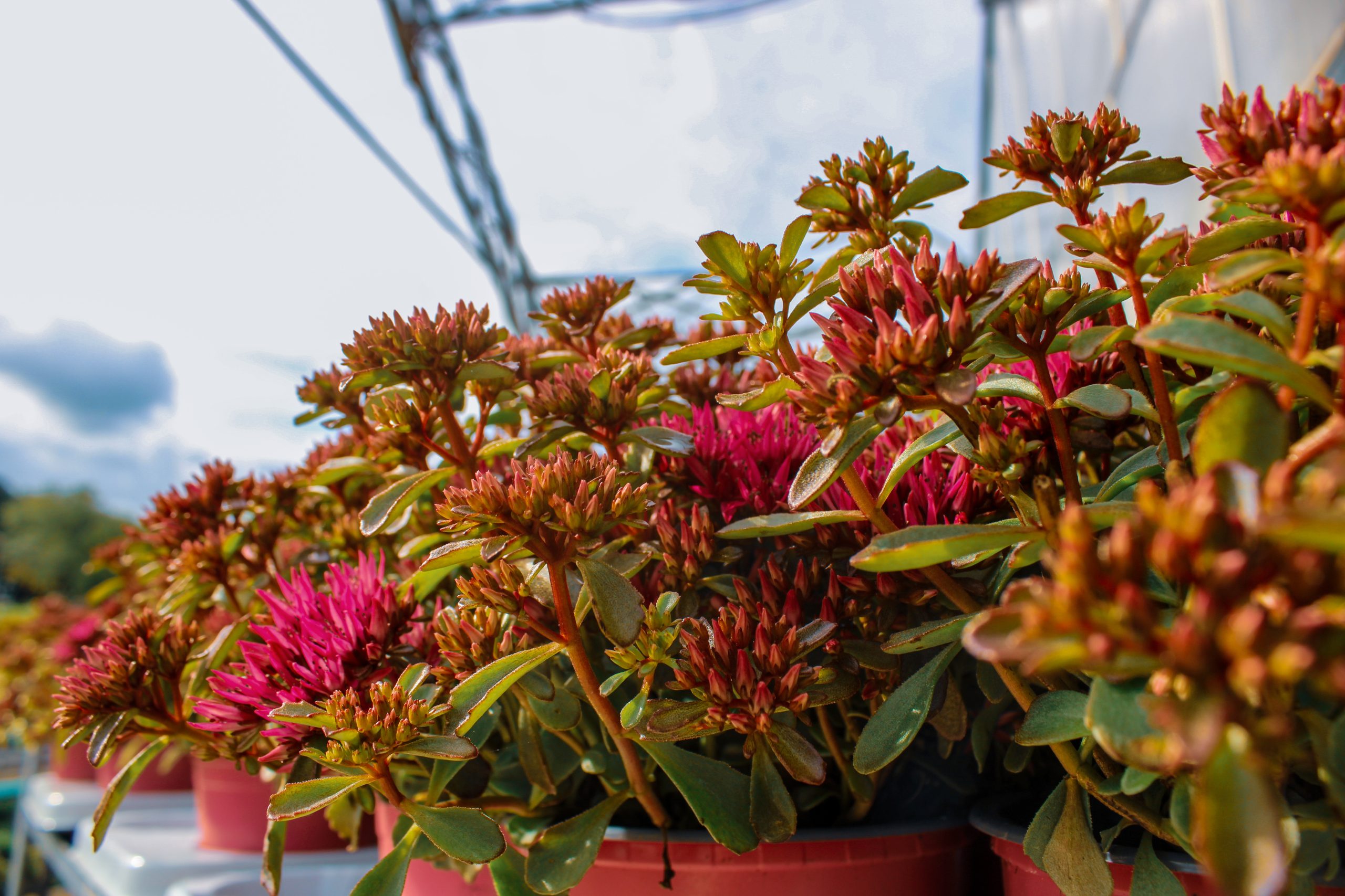 Sedum planten in potten met roze bloemen, ideaal voor nazomerbloei, verkrijgbaar op de tuinplantenafdeling van Steck Utrecht.