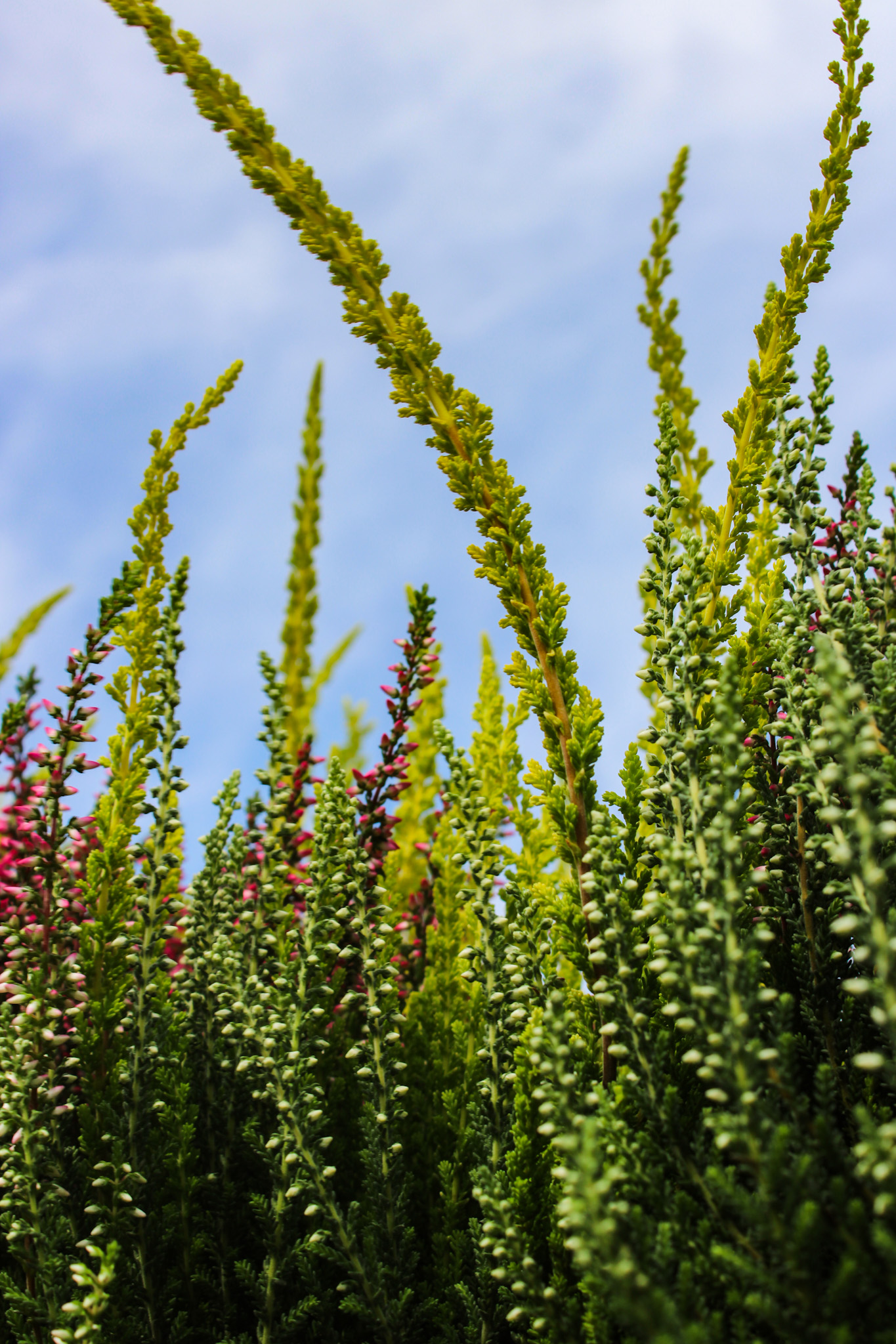 Struikheide (Calluna) met kleurrijke, opstaande bloemen tegen een heldere hemel, verkrijgbaar op de tuinplantenafdeling van Steck Utrecht