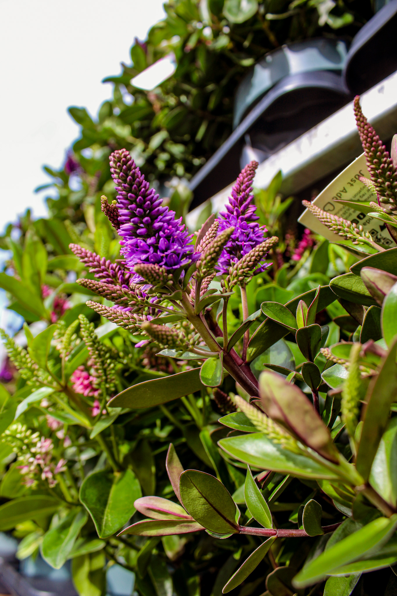 Close-up van bloeiende Struikveronica (Hebe) met paarse bloemen, verkrijgbaar op de tuinplantenafdeling van Steck Utrecht.