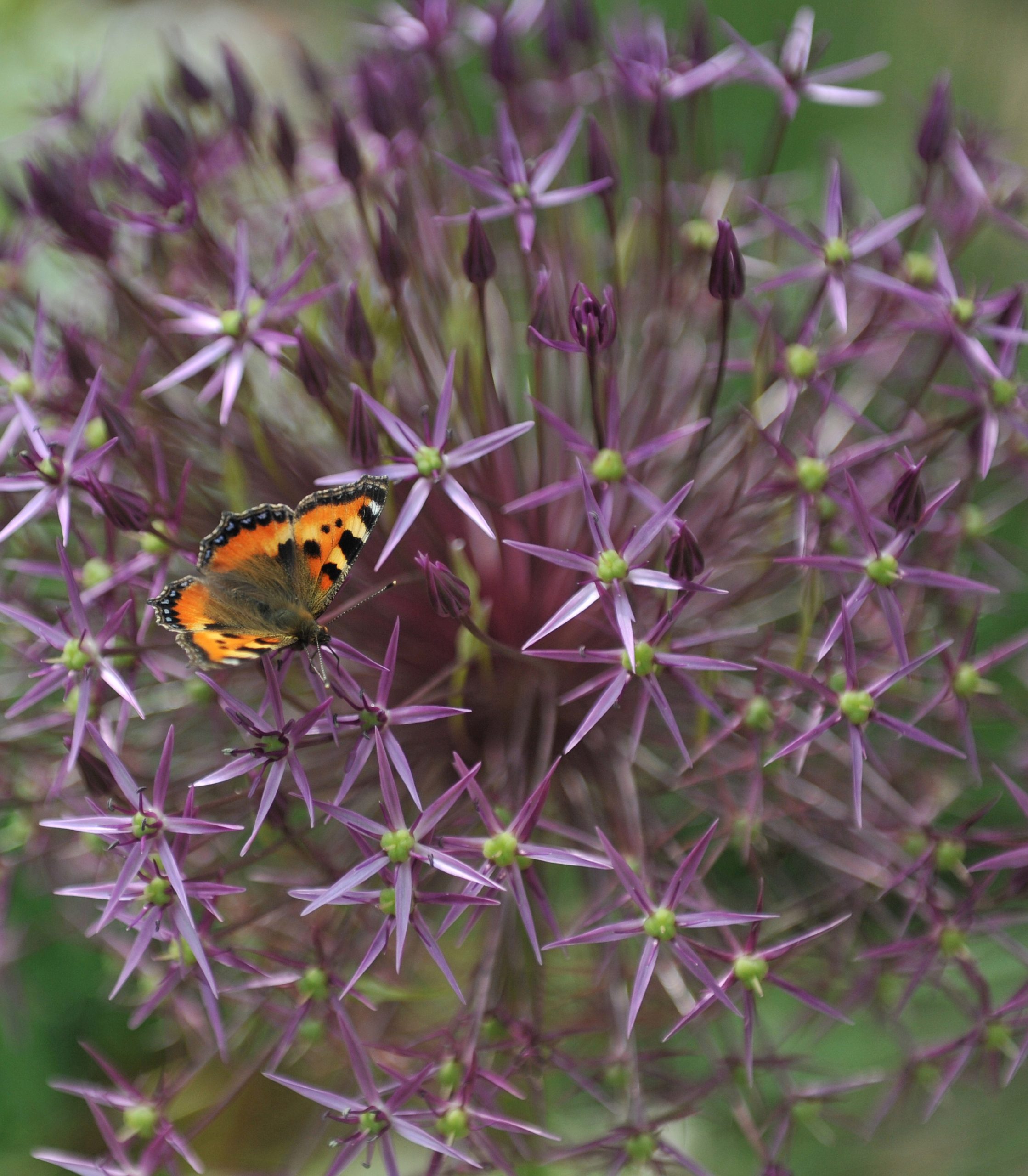 Een kleine vosvlinder rust op een grote paarse bloem van een sierui (Allium), waarbij de delicate bloemblaadjes en opvallende kleuren van de vlinder goed zichtbaar zijn.