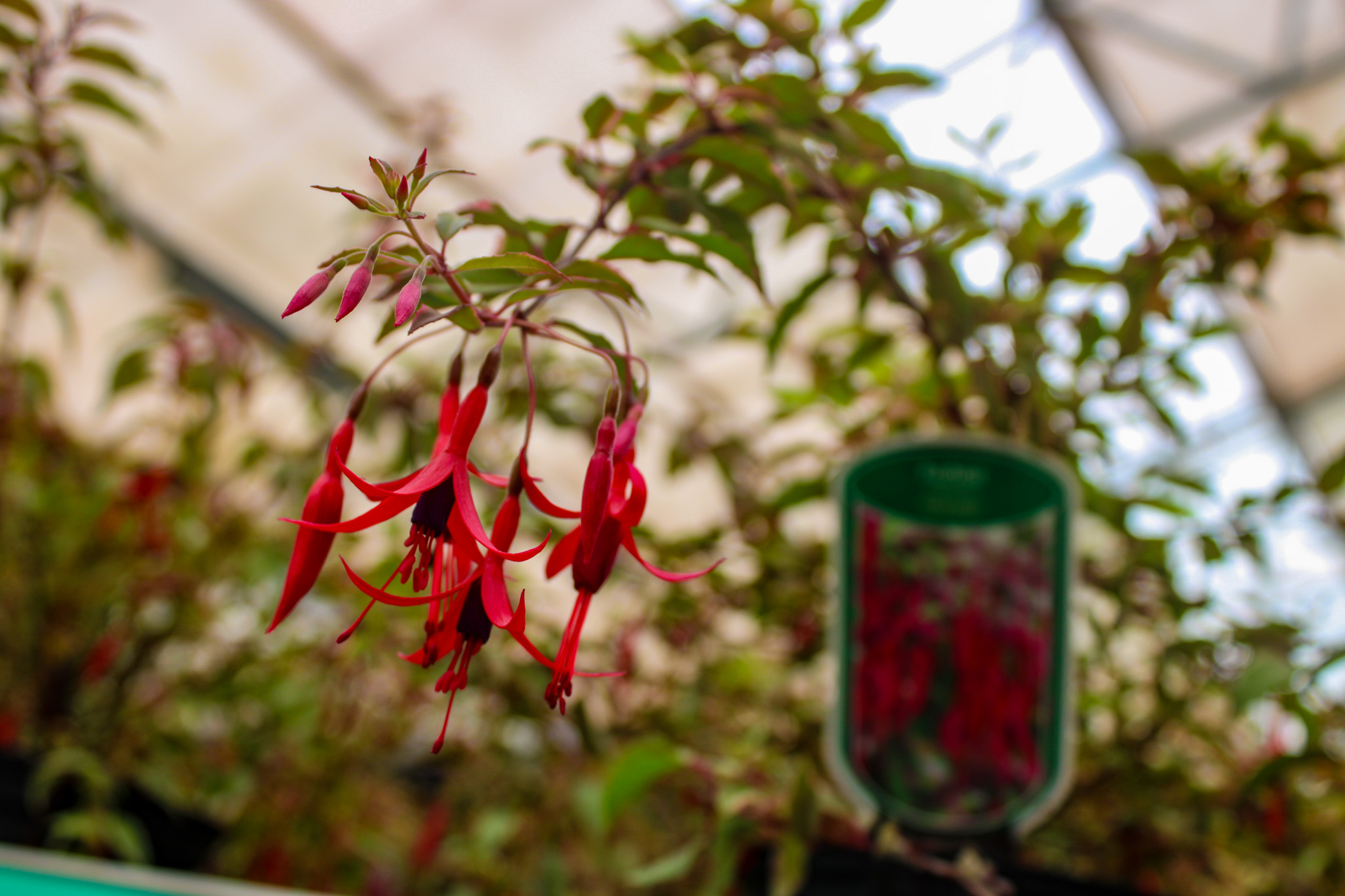 Close-up van Winterharde Fuchsia met felrode bloemen, geschikt voor wintertuinen, verkrijgbaar op de tuinplantenafdeling van Steck Utrecht.