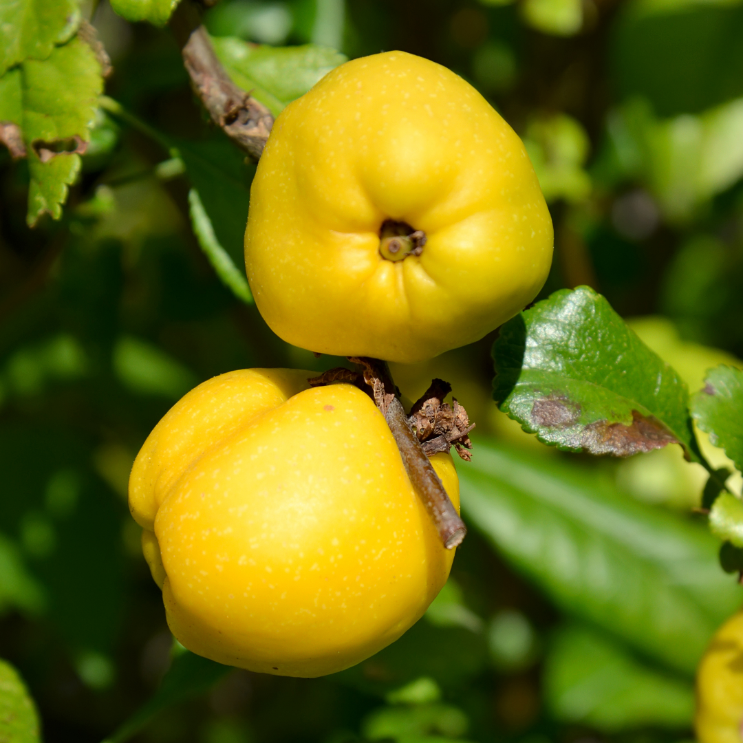 Twee felgele vruchten van een kweepeerboom aan een tak, omgeven door groene bladeren in het zonlicht