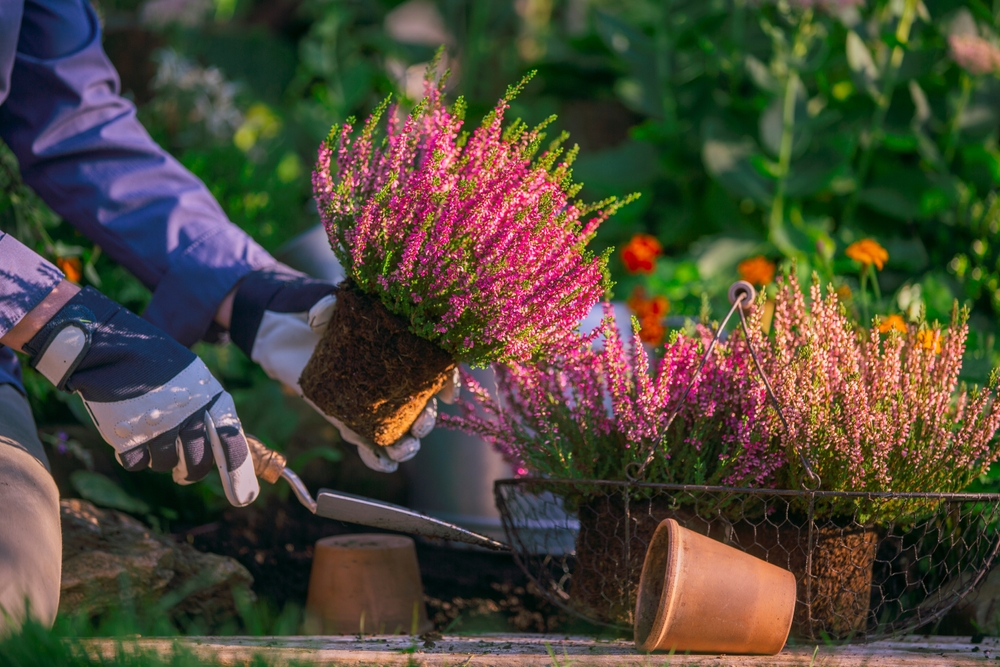 Tuinier met handschoenen plant heideplantjes in de grond tijdens de herfst, omgeven door groen en andere tuinplanten.