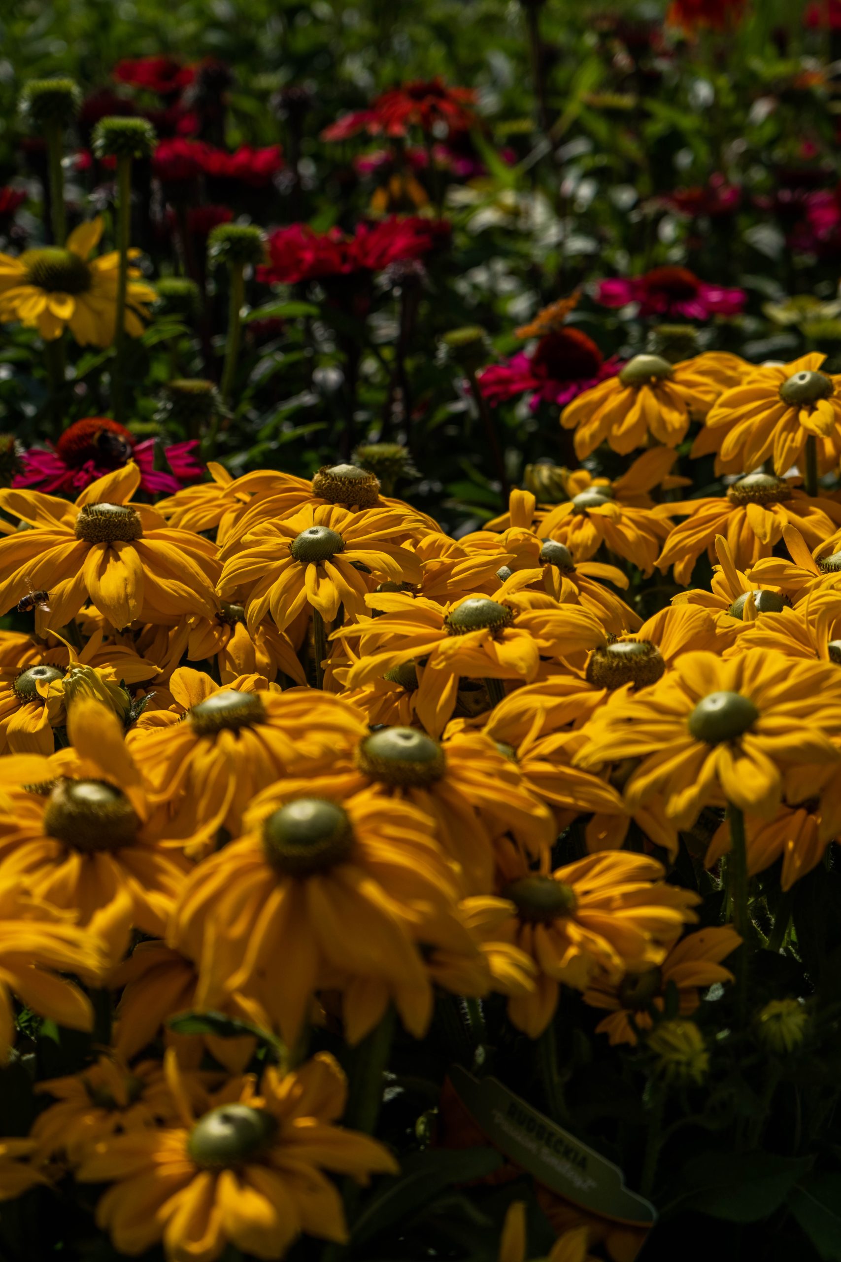 Felgele Rudbeckia-bloemen met donkere hartjes in volle bloei, omringd door andere bloemen in een kleurrijke tuinplanten afdeling van Steck Utrecht