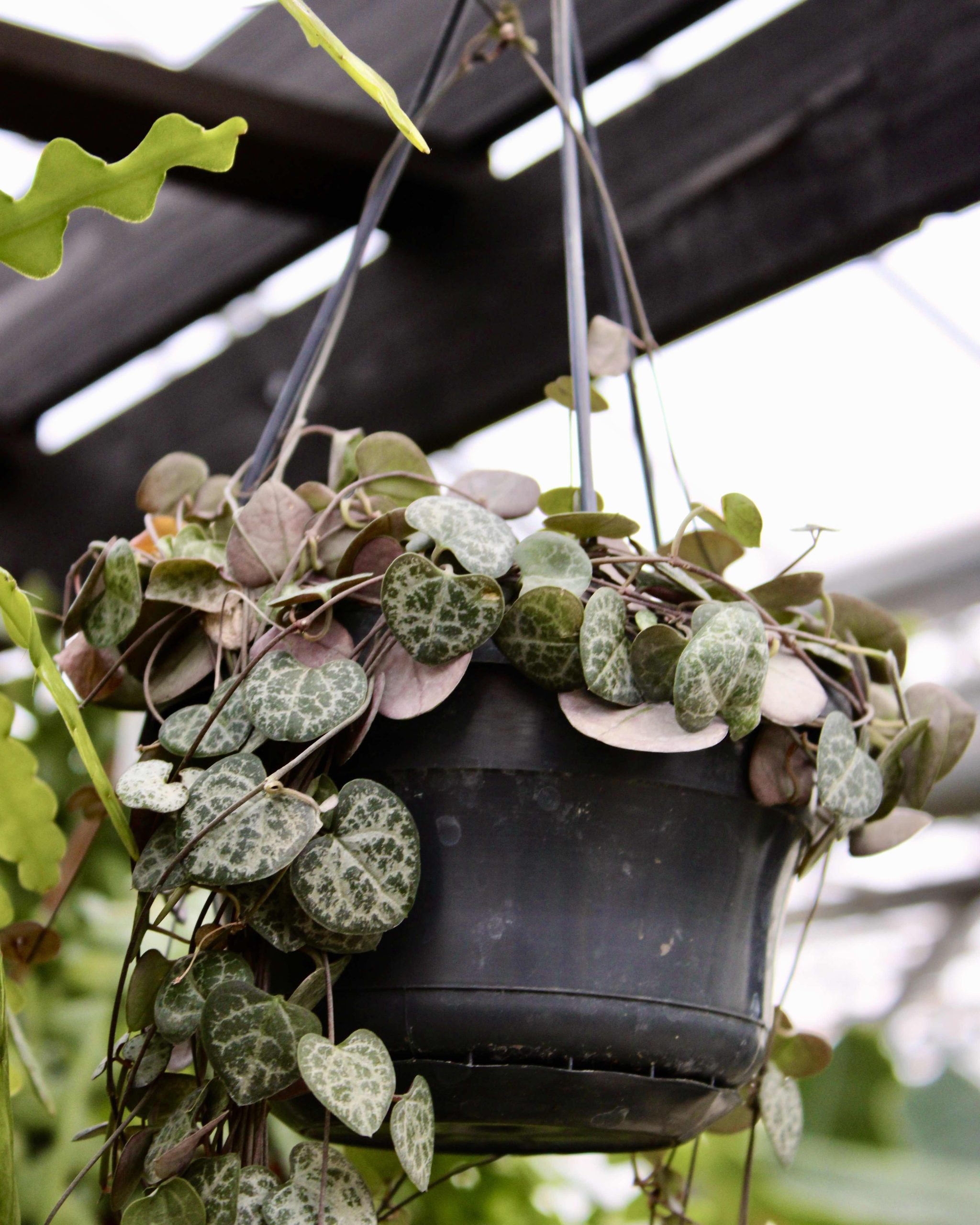 String Of Hearts Ceropegia Kamerplant bij Steck