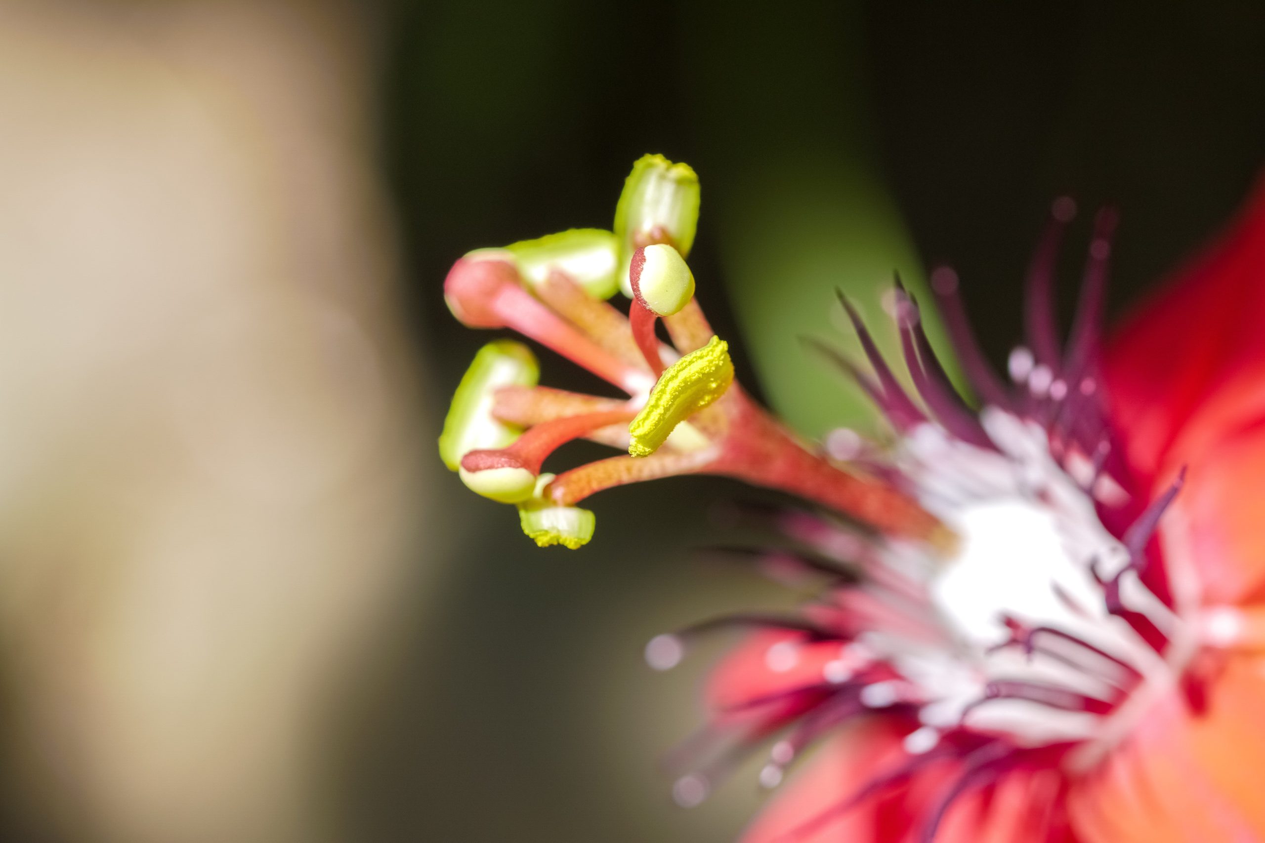 Close-up van de stamper en meeldraden van een rode bloem. De bloemdelen hebben groene en gele tinten, en zijn scherp in beeld, terwijl de achtergrond vervaagd is. De details van de bloemstructuur springen naar voren door de heldere kleuren.