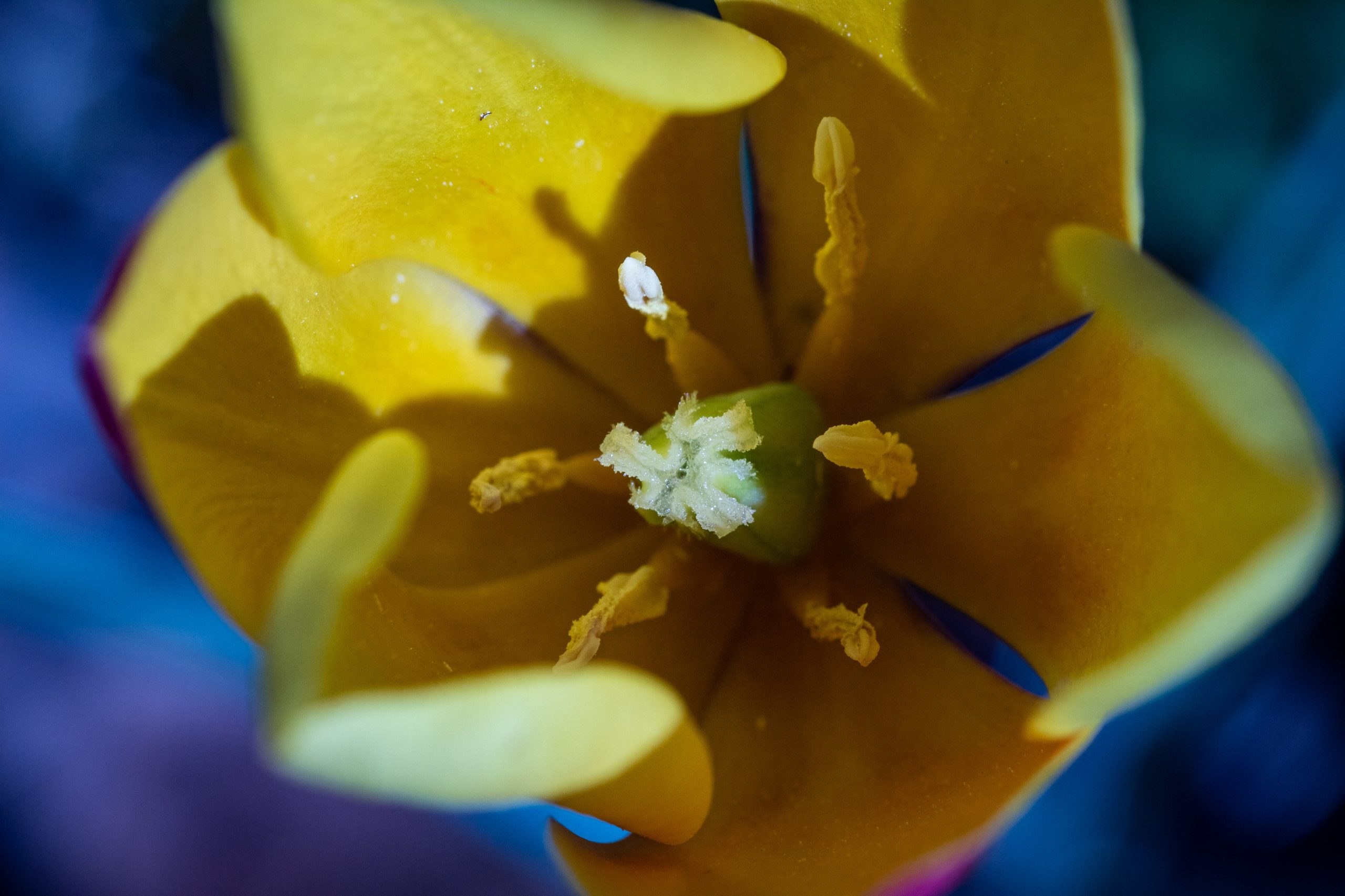 Close-up van de binnenkant van een gele bloem, met zichtbare meeldraden en stamper. De binnenste delen van de bloem zijn scherp in beeld, terwijl de bloembladeren enigszins vervaagd en blauwachtig lijken door de lichtval.