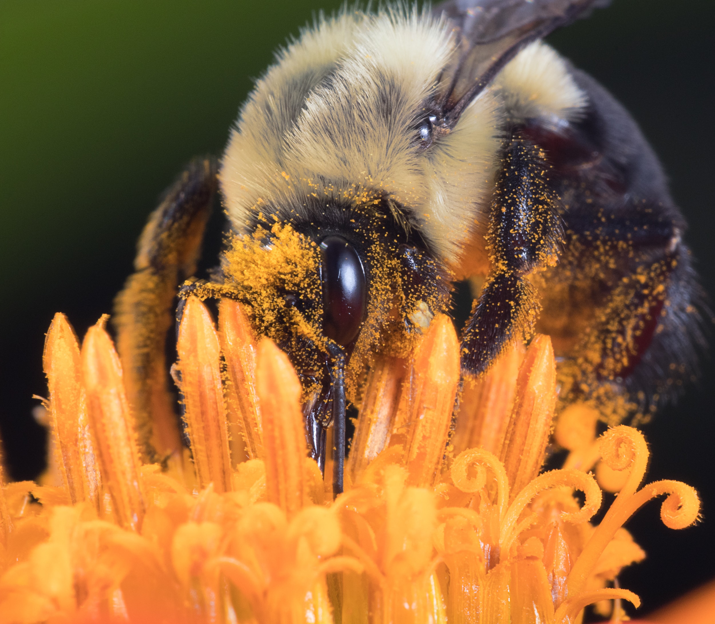 Close-up van een bij die nectar verzamelt van een fel oranje bloem. De bij is bedekt met stuifmeelkorrels, die duidelijk zichtbaar zijn op zijn pluizige lichaam en kop. De bloem heeft gedetailleerde bloemblaadjes en meeldraden.