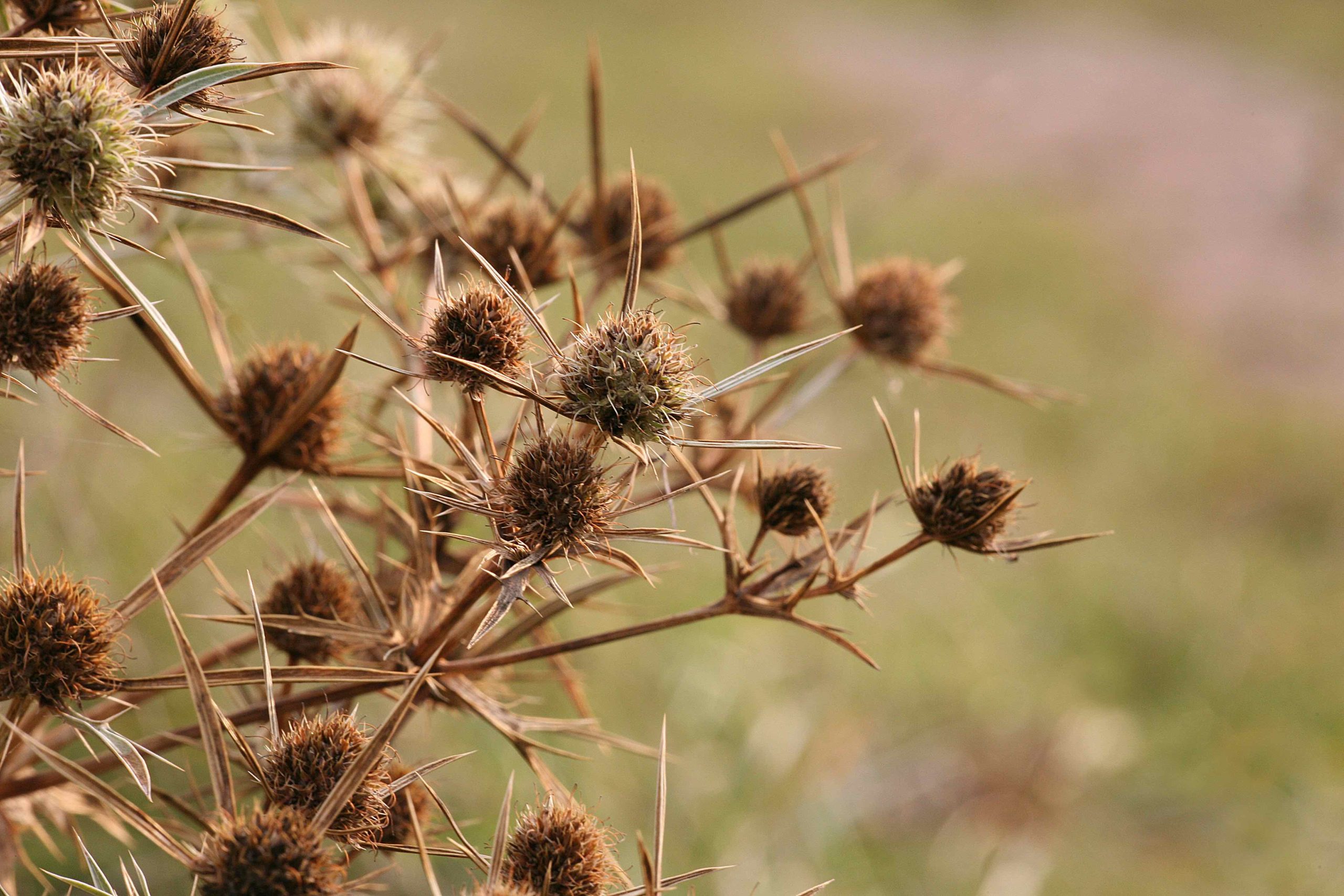 Uitgebloeide, stekelige zaadhoofden van vaste planten die in de winter blijven staan als schuilplaats voor insecten.