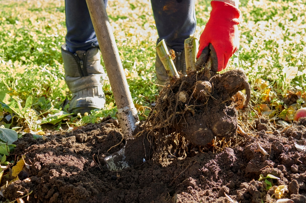 Dahlia's uitgraven: Een tuinier met rode handschoenen die dahlia's uitgraaft met een schop. De grond is donker en vochtig, en de wortels van de plant zijn zichtbaar. Het is herfst en op de achtergrond zijn groene planten en gevallen bladeren te zien.