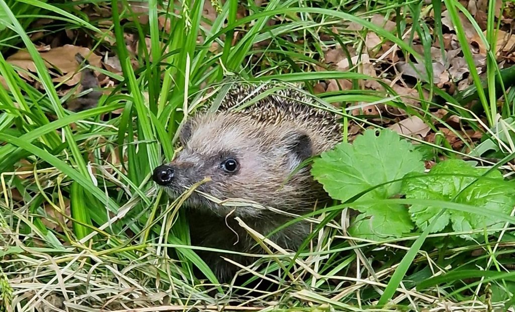 Egel verstopt zich tussen lange groene bladeren in een natuurlijke omgeving, perfect gecamoufleerd