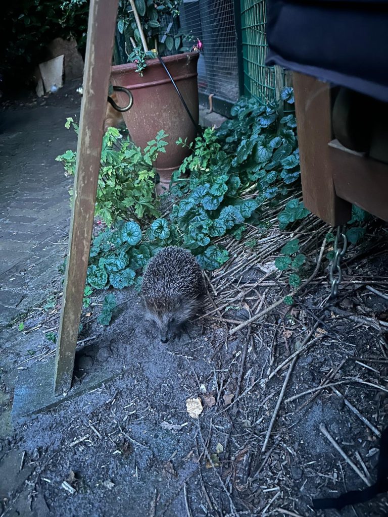 Egel snuffelt rond in een schaduwrijke tuin met planten en struiken, op zoek naar voedsel