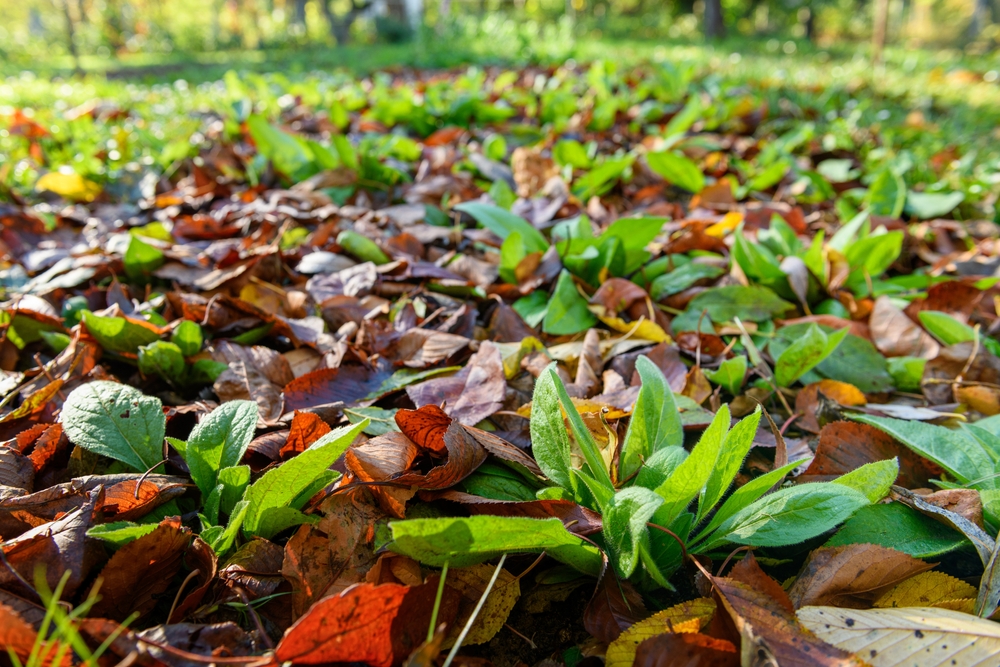 Een bodembedekking van herfstbladeren gemengd met groene plantjes. De kleuren van de bladeren variëren van rood, bruin tot groen, wat een levendig en natuurlijk effect geeft. Het licht speelt mooi met de kleuren op de grond.