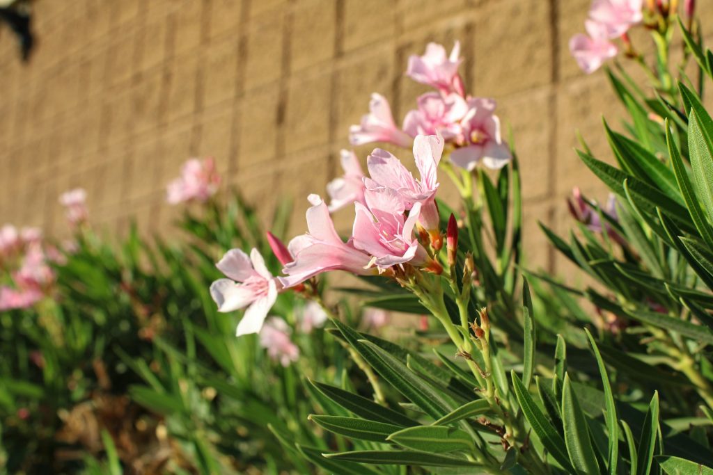 Een bloeiende roze oleander met heldere bloemen en lange groene bladeren die in de zon staan tegen een muur in de achtergrond.