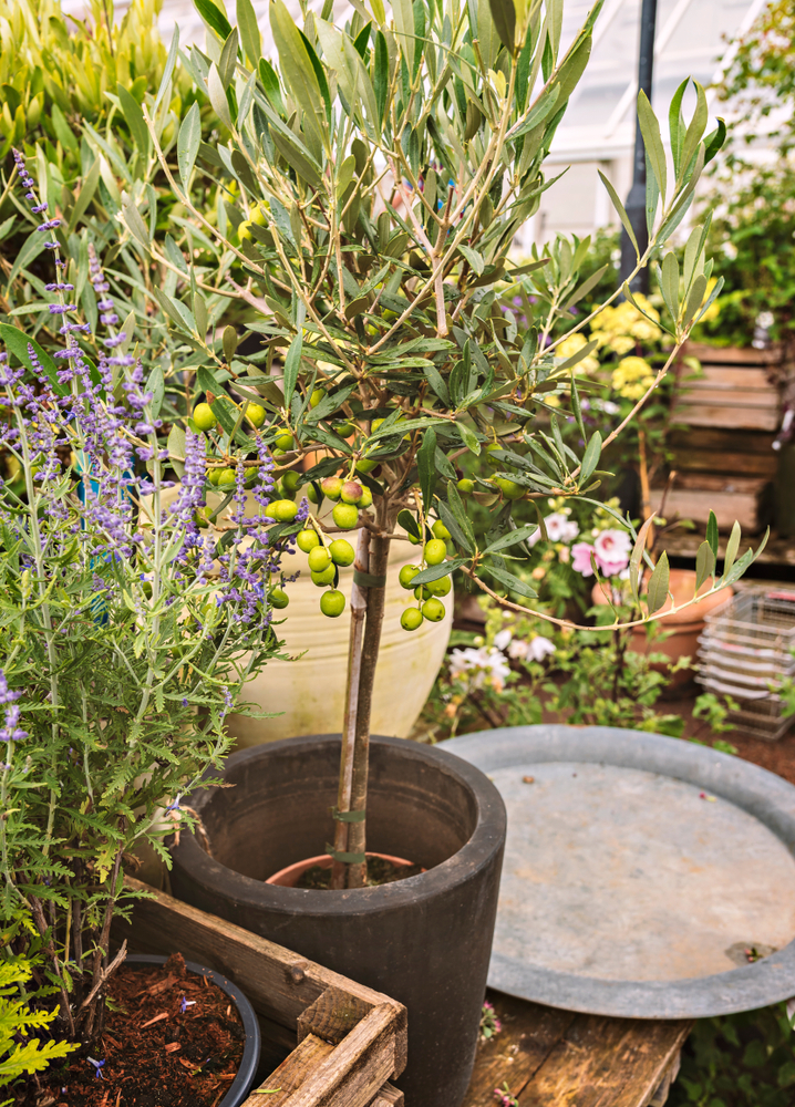 Een olijfboom die in een pot staat, met kleine groene olijven aan de takken, geplaatst in een tuin met diverse andere planten.