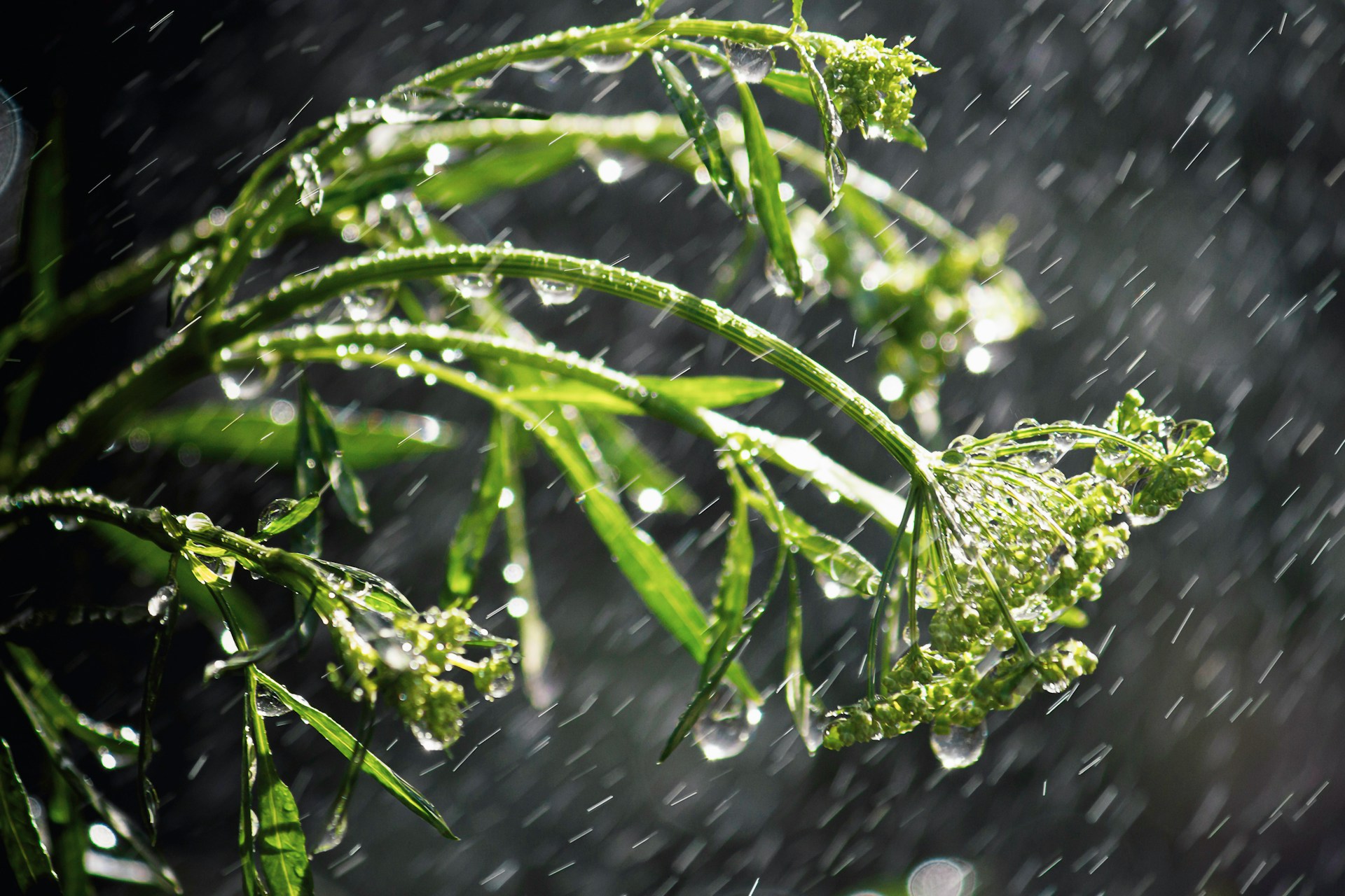 Een close-up van een groene plant in de regen, waarbij de druppels van het water duidelijk zichtbaar zijn op de bladeren.