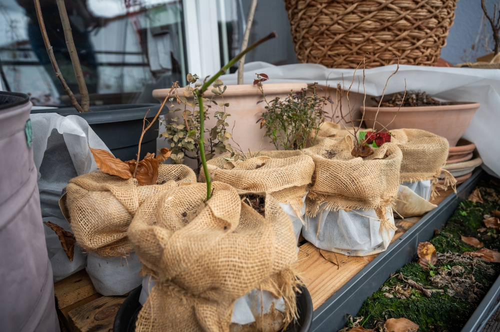 Planten in potten ingepakt met jute om wortels te beschermen tegen de winterkou op een balkon.