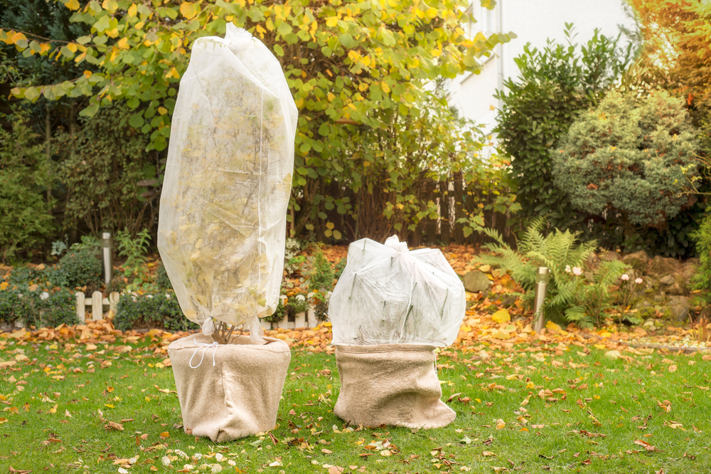 Twee planten in potten die zijn ingepakt met vliesdoeken om ze te beschermen tegen de vorst. De planten staan in een tuin, omringd door herfstbladeren.