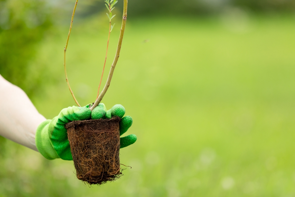 Een hand met groene tuinhandschoenen houdt een jonge plant vast met een kluit aarde. De achtergrond is zachtgroen, wat de nadruk legt op de handeling van het planten en de gezonde staat van de plant.