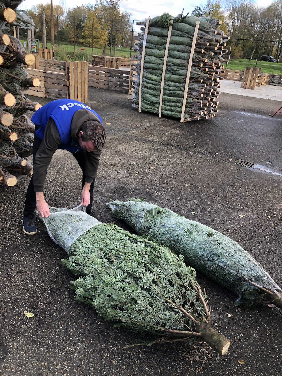 medewerker pakt Nordmann kerstbomen uit bij Steck in 2024